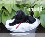 Puppy 6 Labrenees