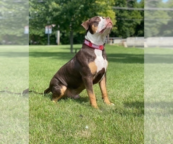 Medium Photo #8 American Bully Puppy For Sale in MANSFIELD, OH, USA