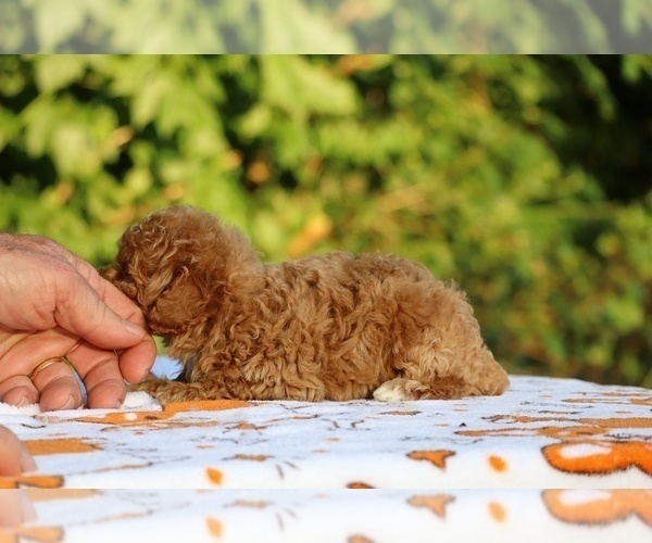 Medium Photo #13 Poodle (Toy) Puppy For Sale in DYERSBURG, TN, USA