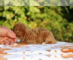 Small #12 Poodle (Toy)