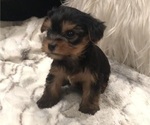 Small #10 Yorkshire Terrier