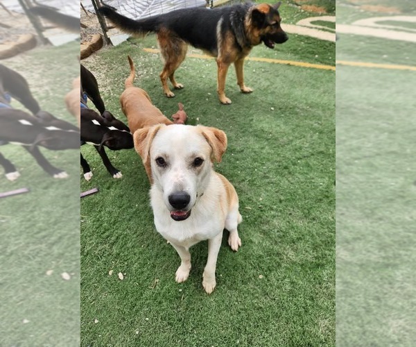 Medium Photo #2 Golden Labrador Puppy For Sale in garner, NC, USA