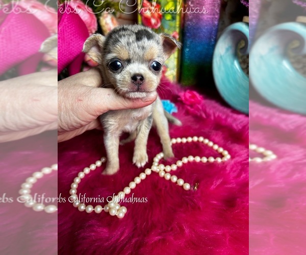 Medium Photo #1 Chihuahua Puppy For Sale in TRACY, CA, USA