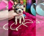 Image preview for Ad Listing. Nickname: Pandora