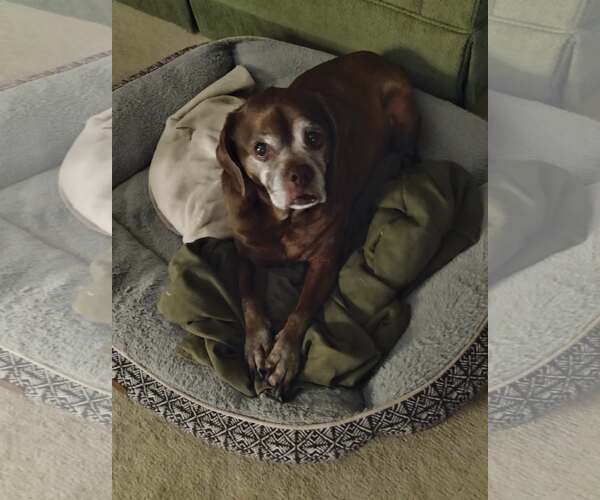 Medium Photo #3 Box-a-Pug Puppy For Sale in Burnsville, MN, USA