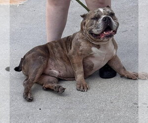 Jax - Male Bulldog-Unknown Mix Dog for Adoption - Photo #4