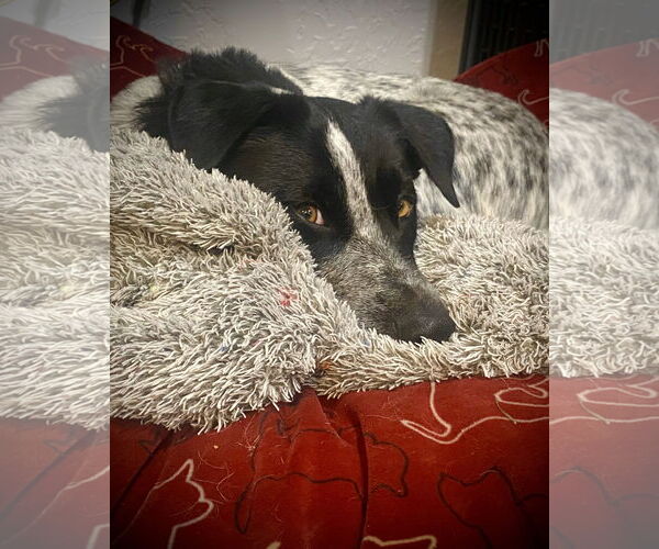 Medium Photo #4 Mutt Puppy For Sale in Sandy, UT, USA