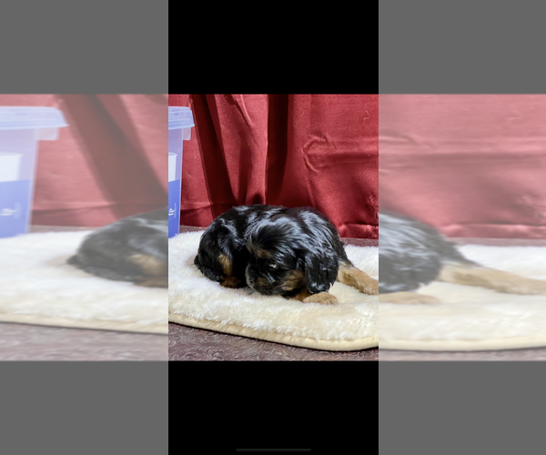 Medium Photo #5 Cavalier King Charles Spaniel Puppy For Sale in NILES, MI, USA
