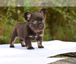 Puppy Puppy 1 French Bulldog