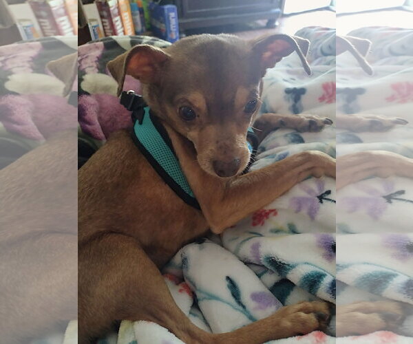 Medium Photo #14 Chihuahua Puppy For Sale in Arlington, VA, USA