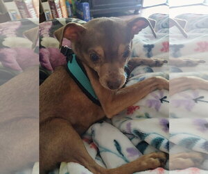 Otis - Male Chihuahua Dog for Adoption - Photo #14