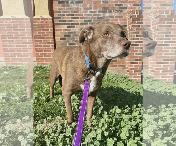 Medium Photo #2 Labrador Retriever-Unknown Mix Puppy For Sale in Westwood, NJ, USA
