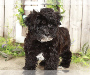 Yo-Chon Puppy for sale in MOUNT VERNON, OH, USA