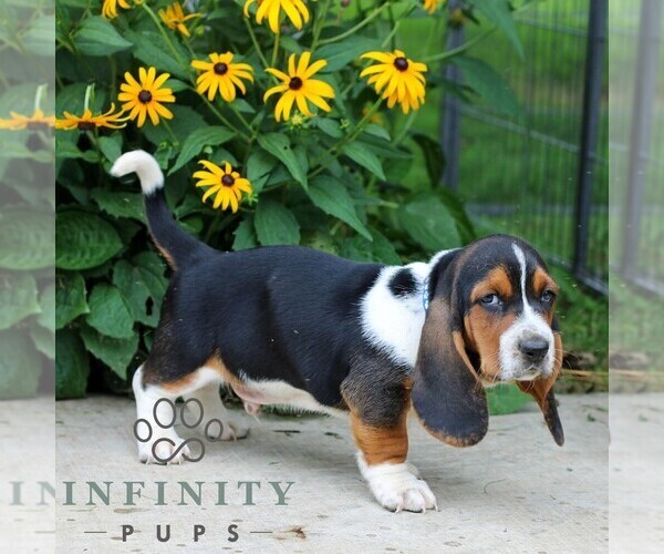 Medium Photo #4 Basset Hound Puppy For Sale in MANHEIM, PA, USA