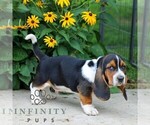 Small #3 Basset Hound