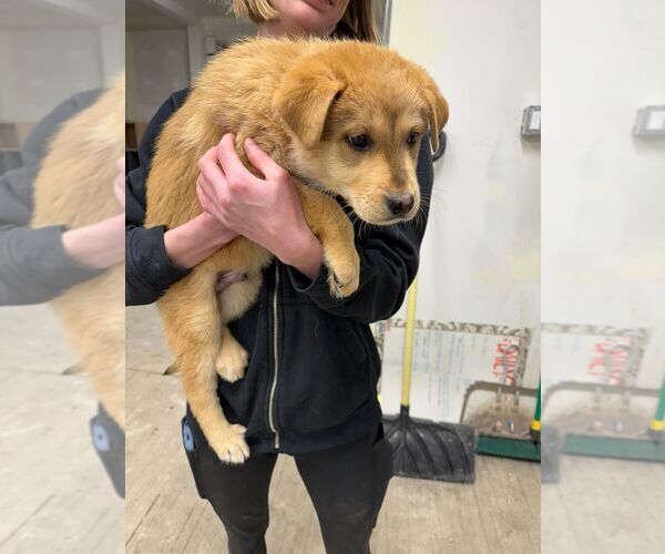 Medium Photo #2 Mutt Puppy For Sale in Calgary, Alberta, Canada