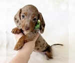 Small #6 Dachshund