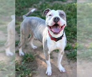 Mutt Dogs for adoption in Sacramento, CA, USA