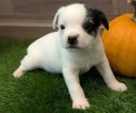 Puppy Ella Aussiedoodle Miniature -French Bulldog Mix