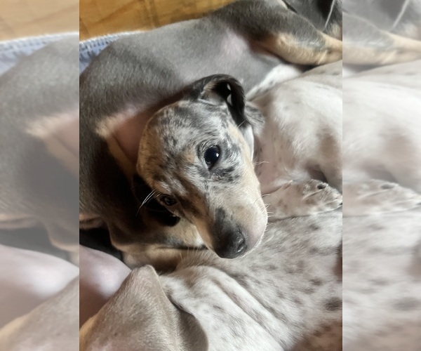 Medium Photo #124 Dachshund Puppy For Sale in LAKEBAY, WA, USA