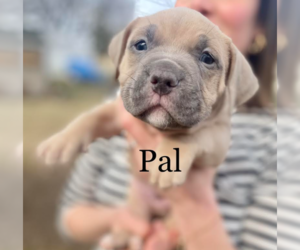 Bulldog-Unknown Mix Dogs for adoption in Brooklyn Center, MN, USA