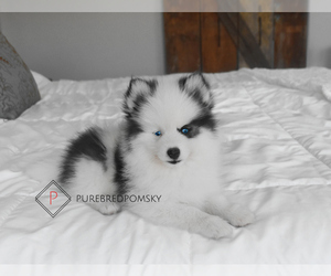 Pomsky Puppy for sale in KANSAS CITY, MO, USA