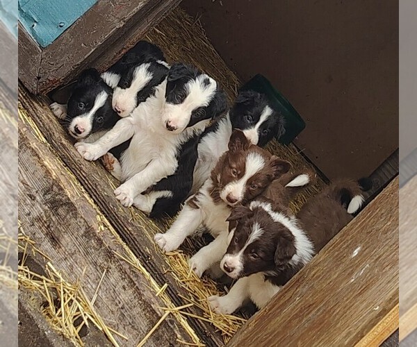 Medium Photo #1 Border Collie Puppy For Sale in NORBORNE, MO, USA