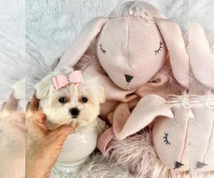 Morkie Puppy for sale in WEST PALM BEACH, FL, USA