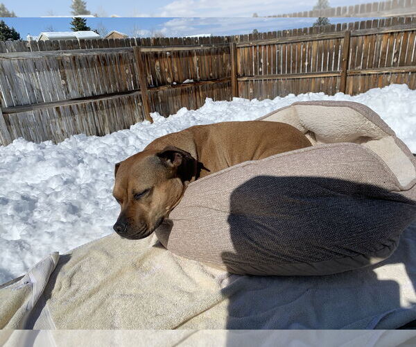 Medium Photo #3 Mutt Puppy For Sale in Aurora, CO, USA