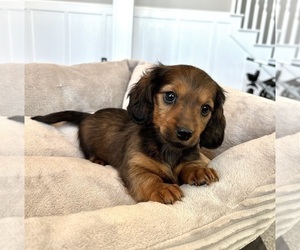 Dachshund Puppy for sale in FRANKLIN, IN, USA
