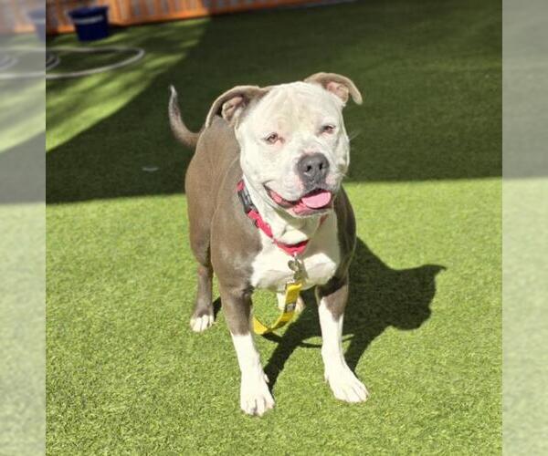 Medium Photo #2 Mutt Puppy For Sale in Las Vegas, NV, USA