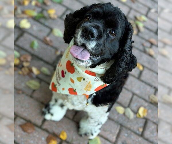 Medium Photo #5 Cocker Spaniel Puppy For Sale in Arlington, VA, USA
