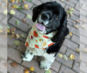 Molly - Female Cocker Spaniel Dog for Adoption - Photo #5