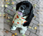 Small Photo #5 Cocker Spaniel Puppy For Sale in Arlington, VA, USA