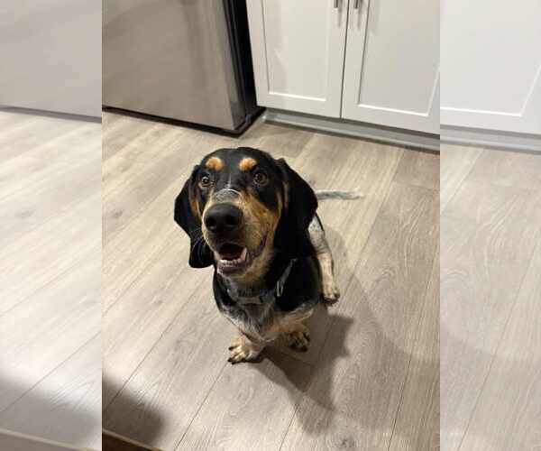 Medium Photo #2 Basset Hound Puppy For Sale in Carrollton, TX, USA