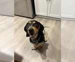 Small #1 Basset Hound