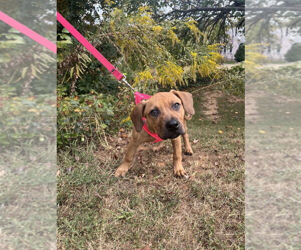 Medium Photo #2 Mutt Puppy For Sale in Candler, NC, USA