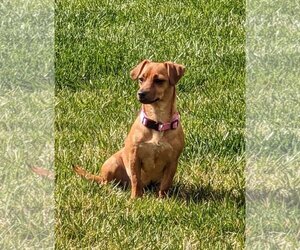 Chiweenie Dogs for adoption in Escondido, CA, USA