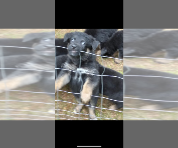 Medium Photo #13 German Shepherd Dog Puppy For Sale in AMBERG, WI, USA