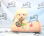 Small Photo #17 Maltipoo Puppy For Sale in LAS VEGAS, NV, USA