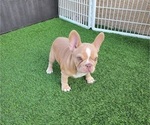 Small #12 French Bulldog