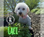 Small #8 Bichon Frise