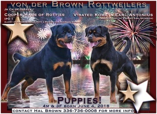 Rottweiler Puppy for sale in SOPHIA, NC, USA