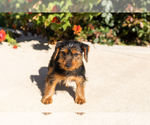 Puppy Ollie Yorkshire Terrier