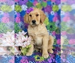 Small Photo #2 Golden Retriever Puppy For Sale in OXFORD, PA, USA