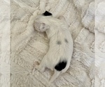 Small #1 Yorkshire Terrier