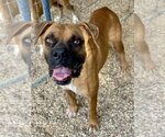 Small #4 Boxer