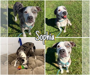 American Staffordshire Terrier-Unknown Mix Dogs for adoption in Pierceton , IN, USA