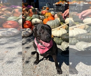 American Pit Bull Terrier-Unknown Mix Dogs for adoption in Germantown, OH, USA