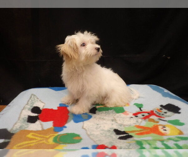 Medium Photo #3 Maltipoo (Miniature) Puppy For Sale in PATERSON, NJ, USA